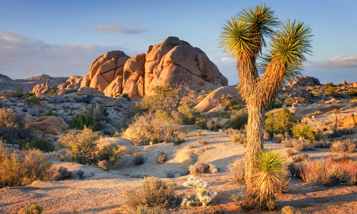 Discover the Magic of Joshua Tree National Park: California’s Desert Wonderland Awaits…