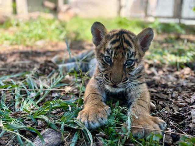 Louisville Zoo Proudly Announces the Name of Its New Male Tiger Cub, Captivating Visitors with His Unique Identity and Promising Future..