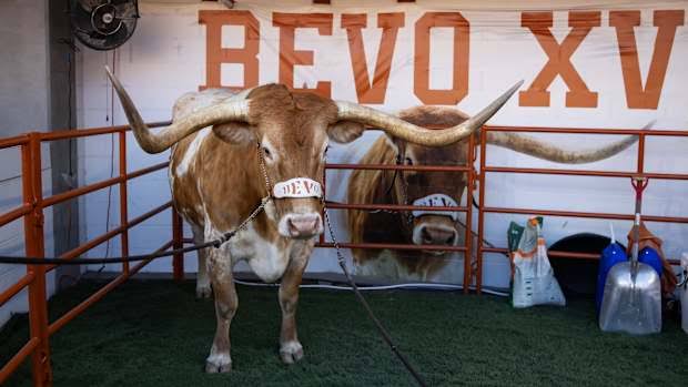 Bevo To Rejoin Texas Longhorns For Cotton Bowl vs. Ohio State Buckeyes….